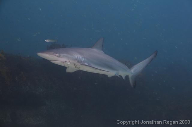 PPP_0775.JPG - Dusky Whaler, 28 January, 2008