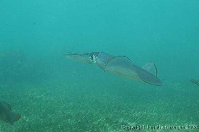 PPP_0811.JPG - Squid, 28 January, 2008