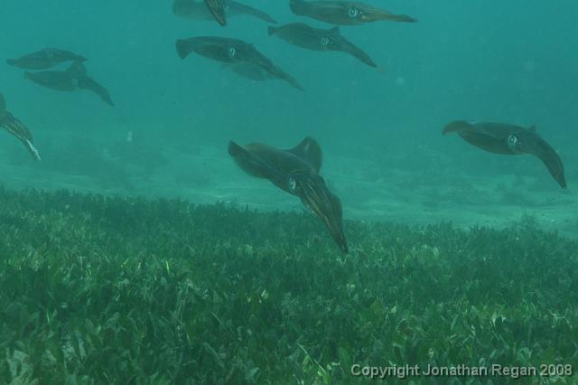 PPP_0814.JPG - Flight of the Squid, 28 January, 2008