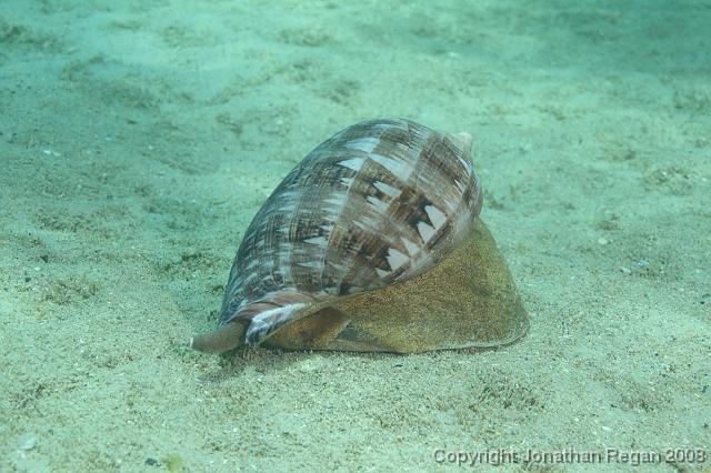 PPP_0820.JPG - Shell, 28 January, 2008