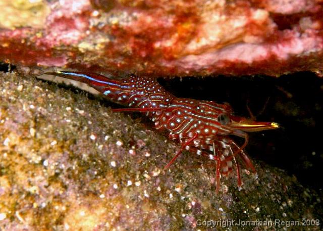 PPP_4453.jpg - Painted Shrimp, 12 April, 2008