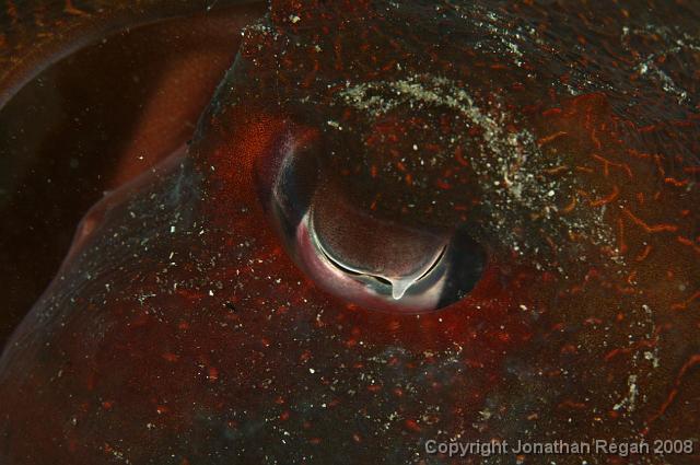PPP_4482.jpg - Eye of a giant cuttlefish, 12 April, 2008
