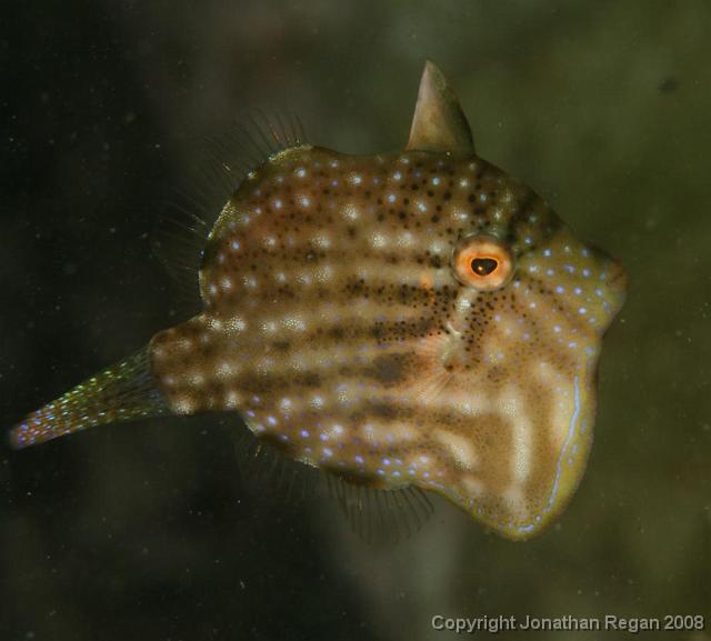 PPP_4490.jpg - Pigmy leatherjacket, 12 April, 2008