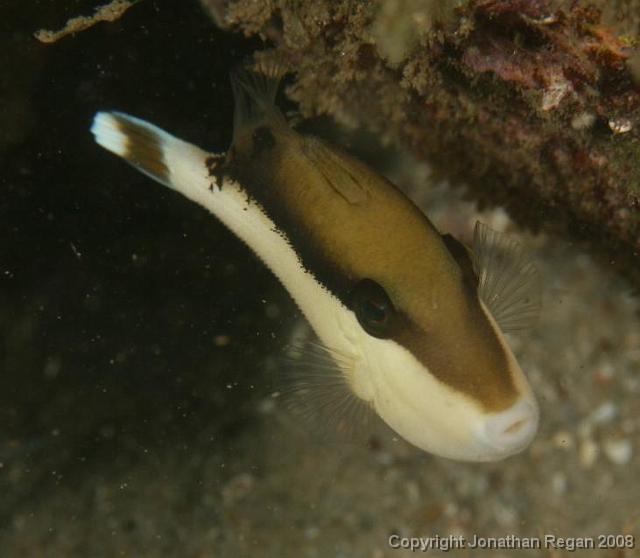 PPP_4502.jpg - Half-moon Triggerfish, 12 April, 2008