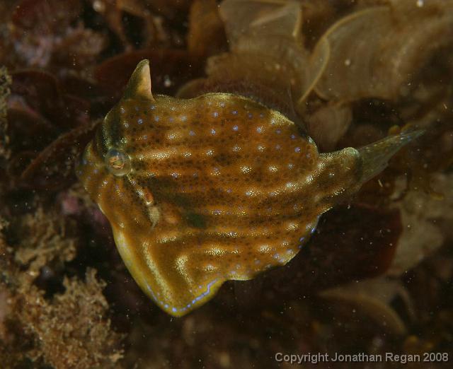 PPP_4511.jpg - Pigmy Leatherjacket, 12 April, 2008