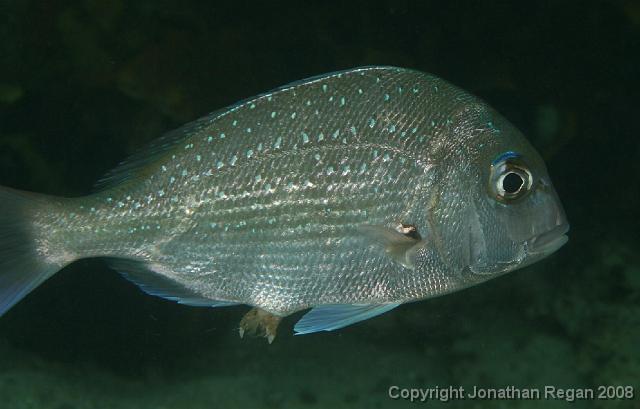 PPP_4541.jpg - Snapper going to the toilet, 12 April, 2008
