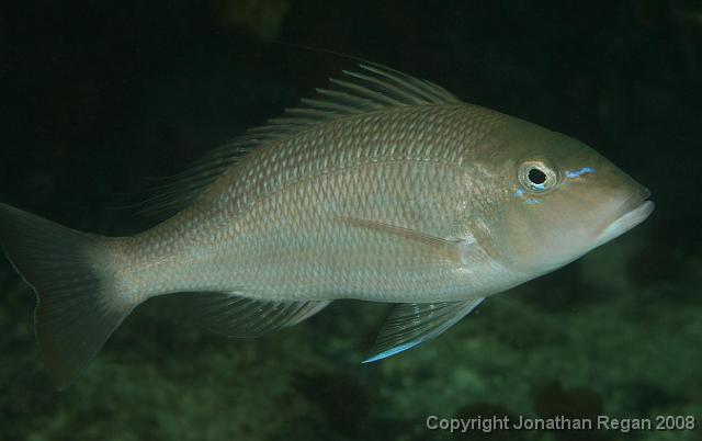 PPP_4550.jpg - Spangled Emperor, 12 April, 2008