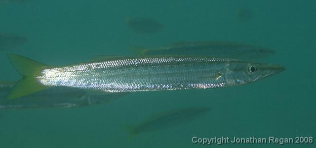 PPP_4557.jpg - Seapike, 12 April, 2008
