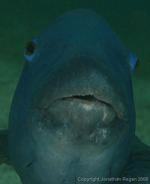 PPP_4575.jpg - Blue Groper, 12 April, 2008