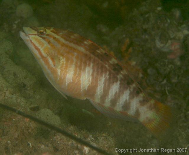 IMG_5125.jpg - Gunther's Wrasse, 4 May, 2008