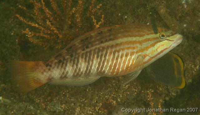 IMG_5148.jpg - Gunther's Wrasse, 4 May, 2008