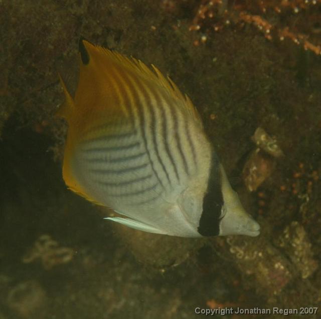 IMG_5150.jpg - Threadfin Butterflyfish, 4 May, 2008