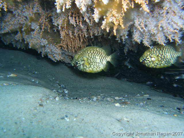 P3110845.JPG - Pineapple Fish