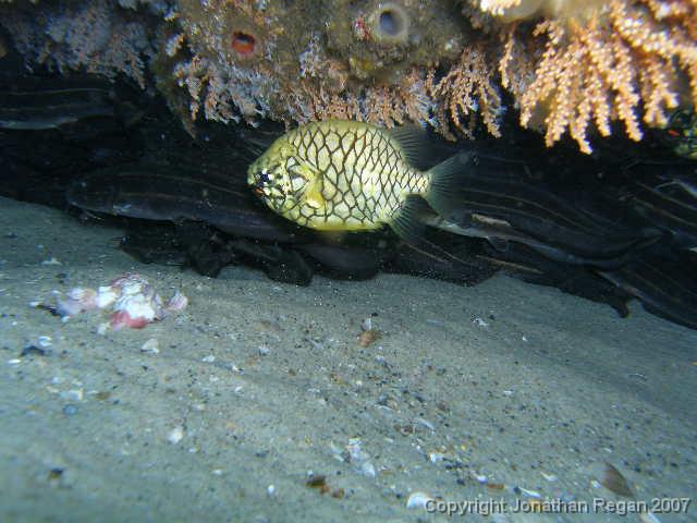 P3110849.JPG - Pineapple Fish
