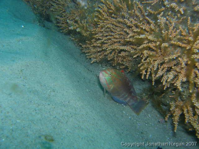 P3110861.JPG - Wrasse
