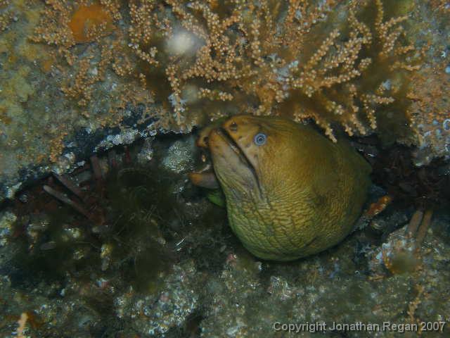 P3110865.JPG - Green Moray Eel