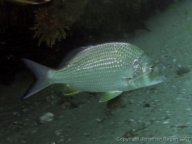 P3110871.JPG - Bream