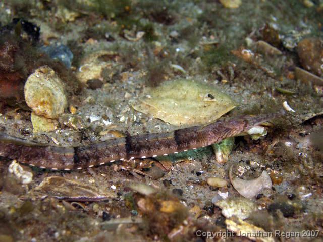 P3110891.JPG - Pipefish