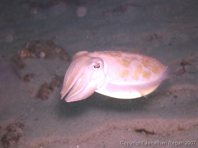 P6251005.jpg - Cuttlefish