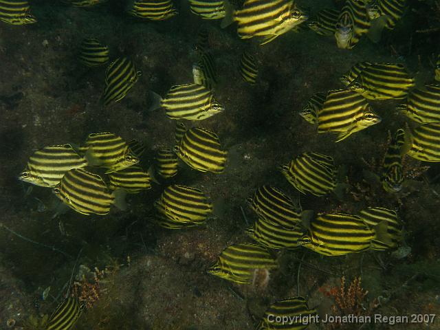 PC081614.JPG - School of stripey, 8 December, 2007
