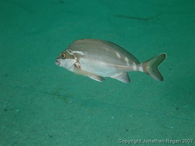 PC081652.JPG - Juvenile red morwong, 8 December, 2007