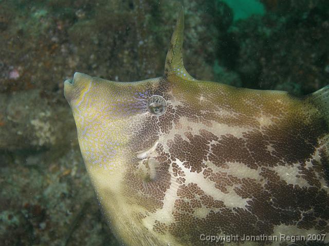 PC081658.JPG - Up close with a fan-belly leatherjacket, 8 December, 2007
