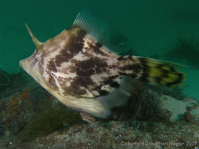PC081660.JPG - Fan belly leatherjacket, 8 December, 2007
