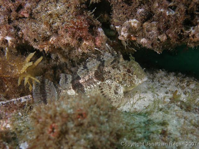 PC081665.JPG - Fortescue with a bit of weed over his face, 8 December, 2007