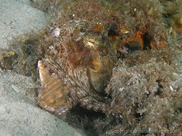 PC081676.JPG - Octopus with its toy shell, 8 December, 2007