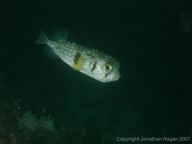 PC081684.JPG - Three bar porcupine fish, 8 December, 2007
