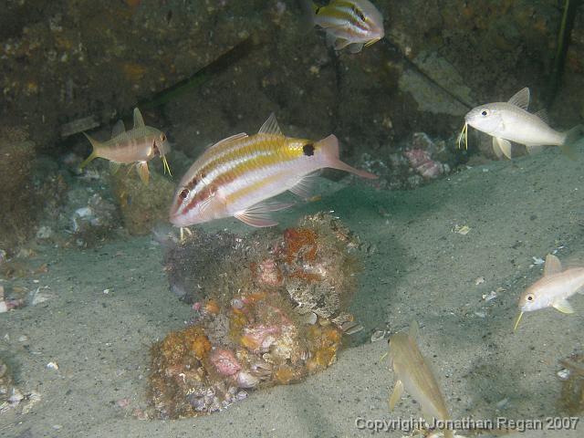 PC081692.JPG - Black spot goatfish, 8 December, 2007