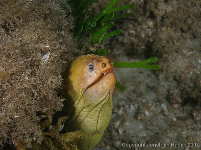 PC081702.JPG - Green moray eel, 8 December, 2007