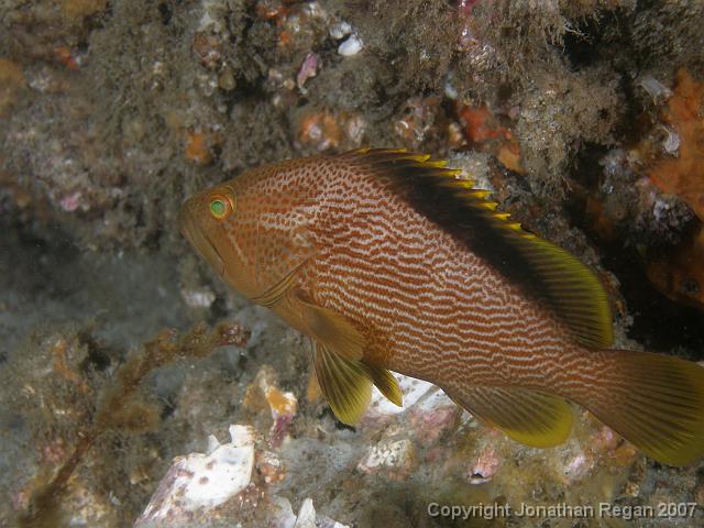 PC081706.JPG - Juvenile Maori cod, 8 December, 2007