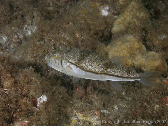PC081719.JPG - Smooth toadfish, 8 December, 2007