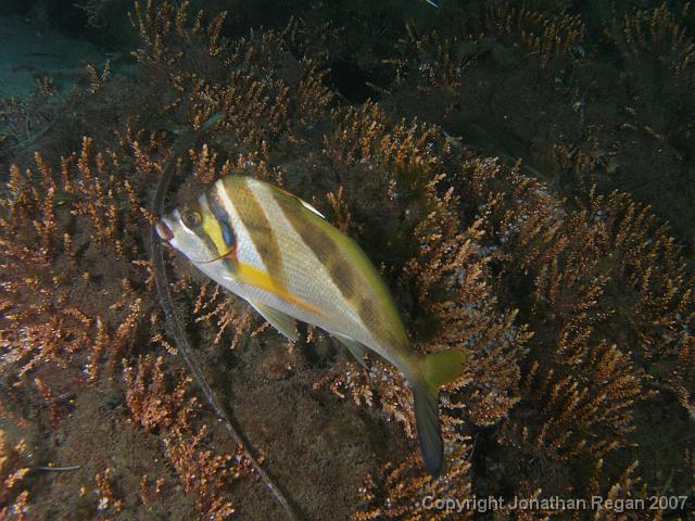 PC081733.JPG - Crested morwong, 8 December, 2007