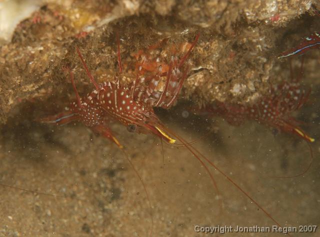 IMG_5181.jpg - Painted shrimp, 4 May, 2008