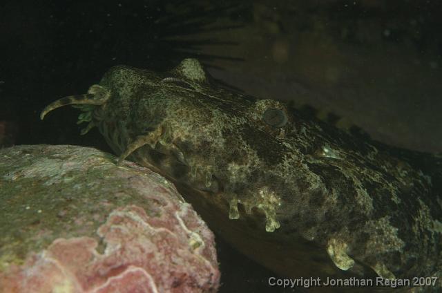 IMG_5198.jpg - Juvenile Wobbegong, 4 May, 2008