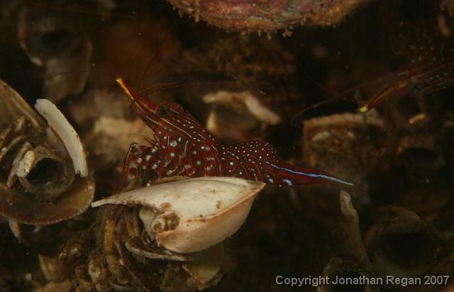 IMG_5208.jpg - Painted shrimp, 4 May, 2008