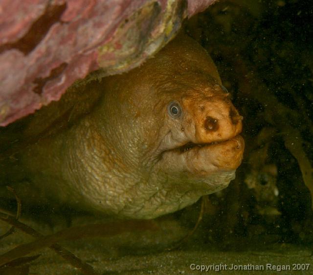 IMG_5216.jpg - Green moray eel (looked very old), 4 May, 2008