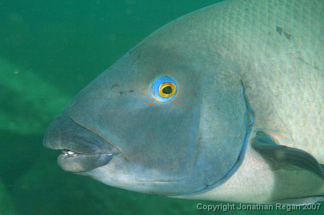 IMG_5233.jpg - Blue groper, 4 May, 2008
