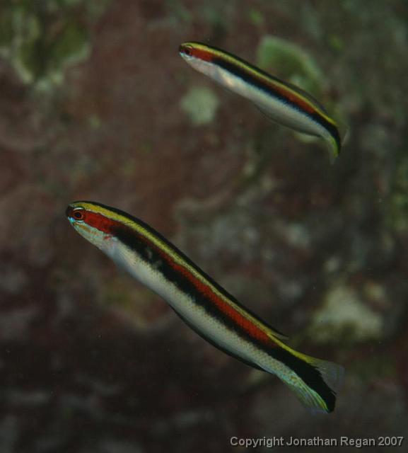 IMG_5246.jpg - Eastern hulafish, 4 May, 2008