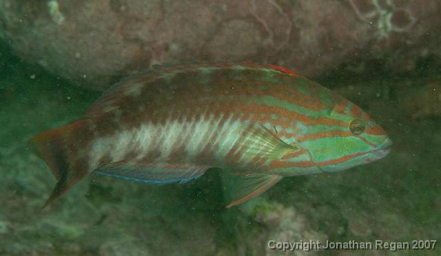IMG_5253.jpg - Gunther's wrasse, 4 May, 2008