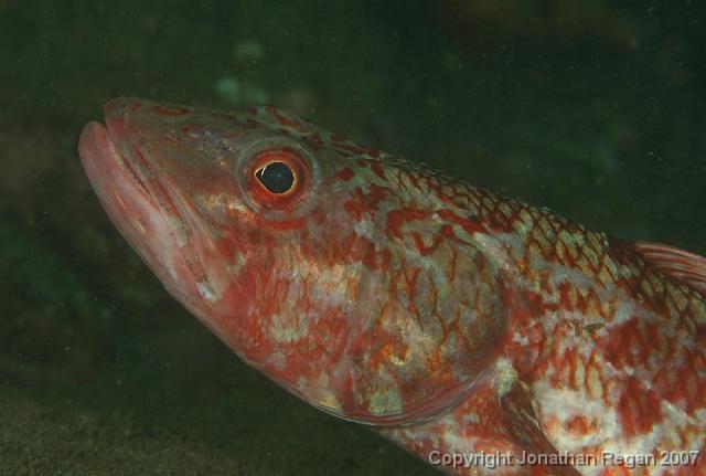 IMG_5256.jpg - Sergant baker, 4 May, 2008