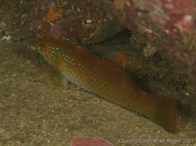 IMG_5258.jpg - Juvenile Senator Wrasse, 4 May, 2008