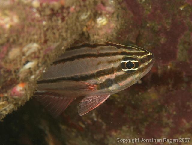IMG_5261.jpg - Sydney cardinalfish, 4 May, 2008