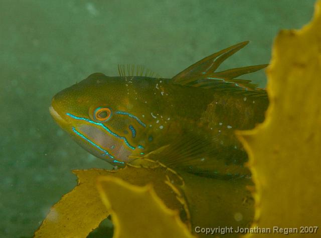 IMG_5272.jpg - Rainbow cale, 4 May, 2008