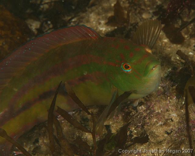 IMG_5276.jpg - Senator wrasse, 4 May, 2008