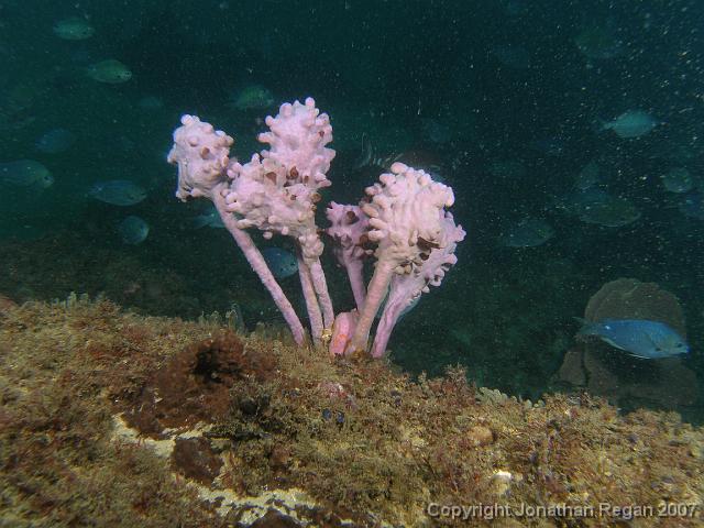 PA069815.JPG - Tulip sponge with one spot chromis in the background, 6 October, 2007