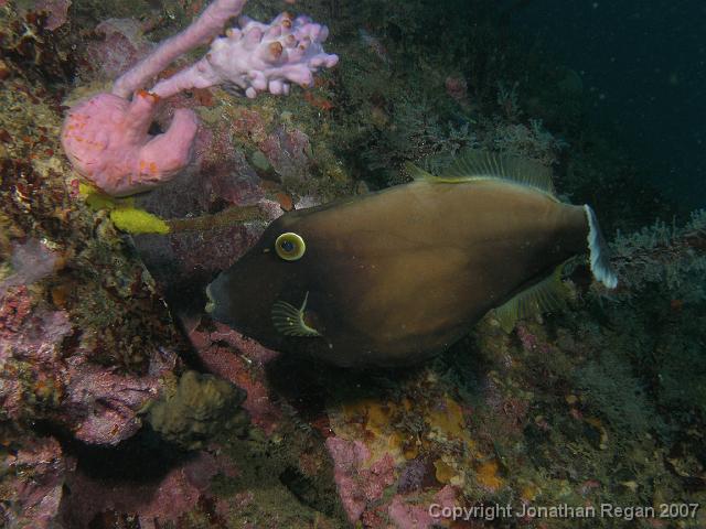 PA069833.JPG - Black reef leatherjacket, 6 October, 2007