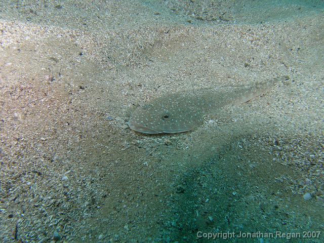 PA069866.JPG - Flathead, 6 October, 2007